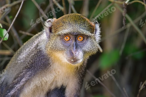 Preview: Sykes' monkey, Cercopithecus albogularis, gazing directly into the camera.