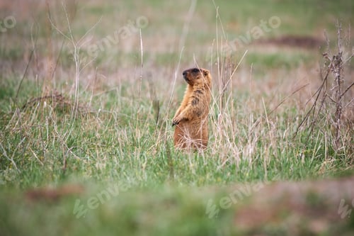 Preview: Bobak or Marmot in its natural habitat.
