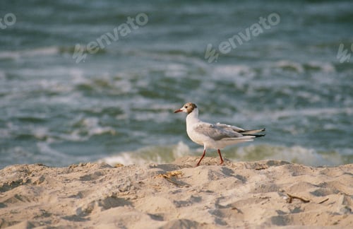 Preview: A seagull walks along the sandy seashore