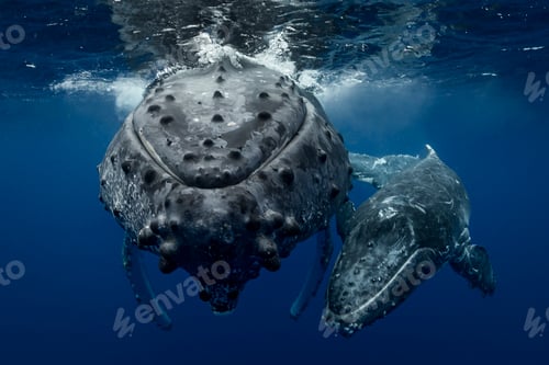 Preview: Humpback whale (Megaptera novaeangliae) and calf in the waters of Tonga