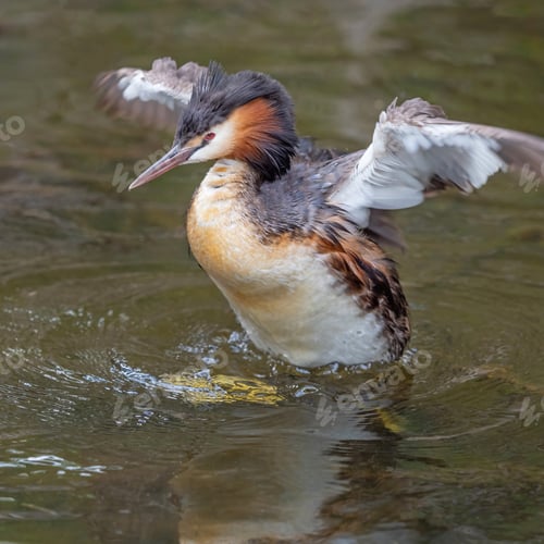 Preview: A Great Crested Grebe Flapping its Wings
