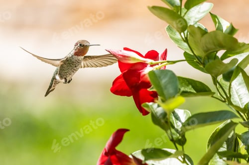 Vista previa: Colibrí en vuelo