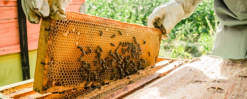 Preview: Beekeeper removing honeycomb from beehive banner. Person in beekeeper suit taking honey from hive
