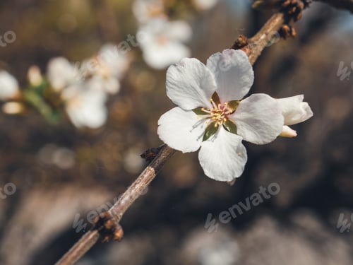 Preview: Spring flowering trees. Little leaves. Buds and flowers on a branch. Macro. The fragrance of nature