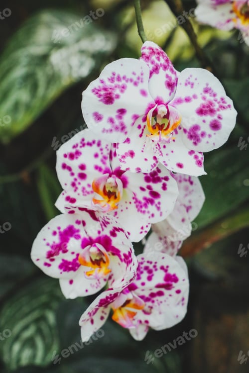 Preview: spotted harlequin phalaenopsis orchid flowers