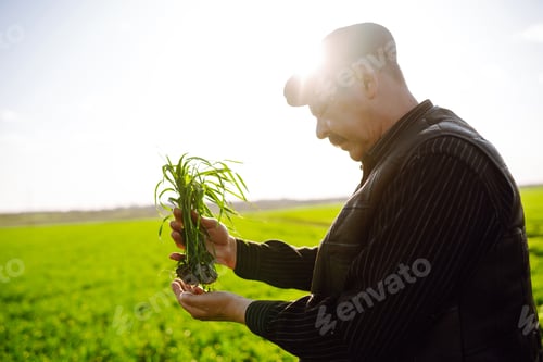 Preview: Young green wheat sprout in the hands of a farmer. Agriculture, gardening or ecology concept.