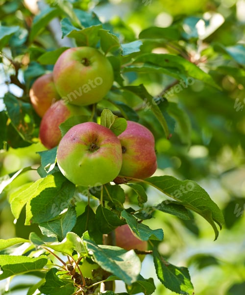 Preview: Apples in my gardenm