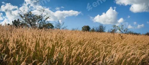 Preview: Autumn dry yellow Calamagrostis epigejos close up and trees the horizon