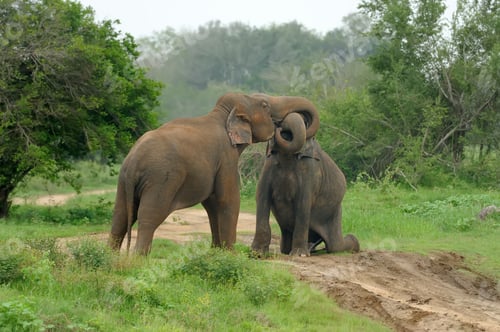 Preview: Two Elephants Playfully Interacting in a Green Field