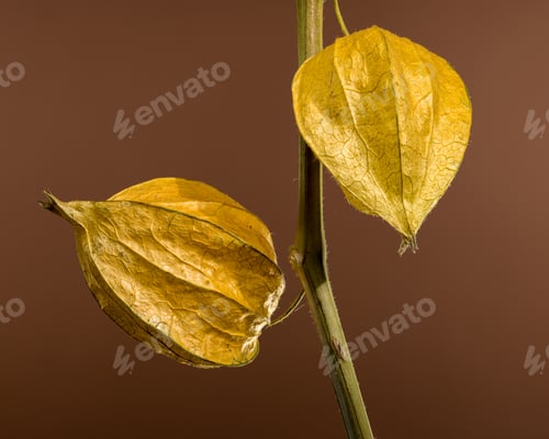 Preview: Physalis on a brown background