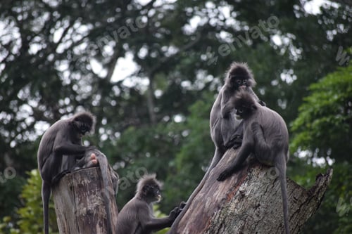 Preview: monkeys are sitting together on top of a tree stump in the jungle