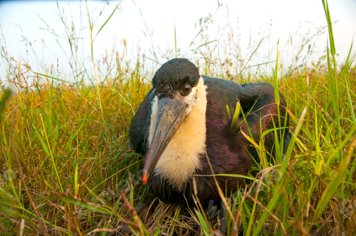 Preview: Woolly-necked stork or white necked stork, in the nature habitat, India.