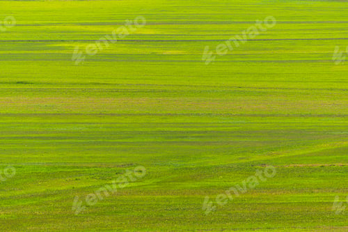 Preview: Landscape with green cultivated fields