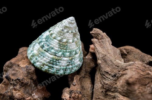 Preview: Green Tectus pyramis seashell on on driftwood