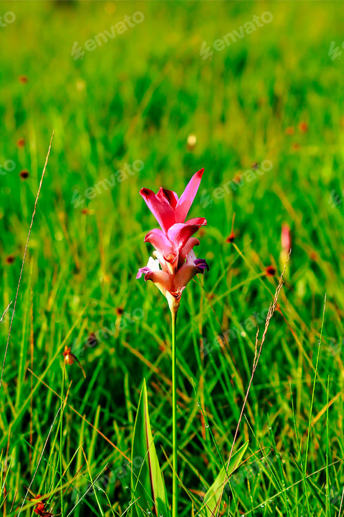 Preview: Pink Siam Tulip Flower