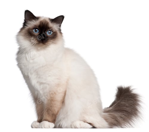 Preview: Birman cat, 11 months old, sitting in front of white background