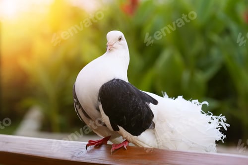 Preview: Decorative bird in nature