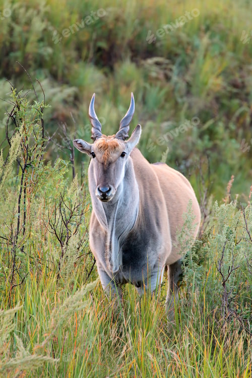 Preview: Big male eland antelope (Tragelaphus oryx) in natural habitat, South Africa