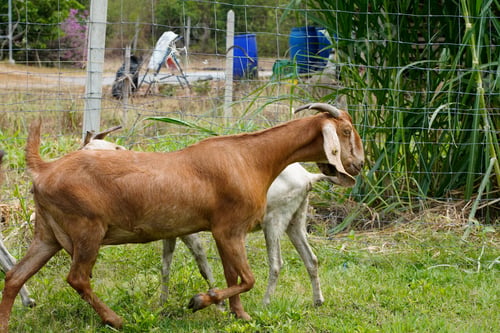 Preview: Goats in the green grass are eating grass.