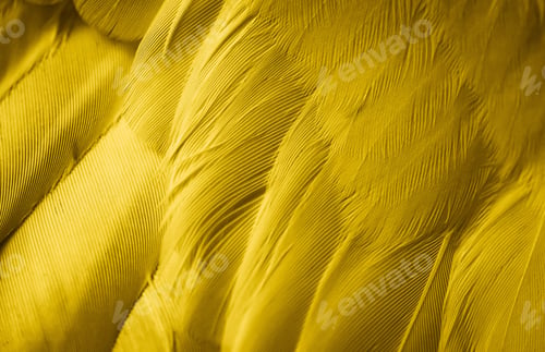 Preview: yellow feather pigeon macro photo. texture or background