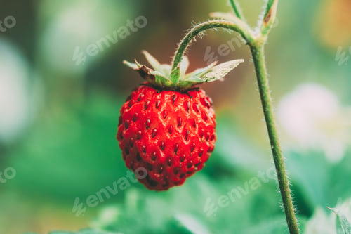 Preview: Red Wild Strawberries, Wild Strawberry. Growing Organic Wild Str