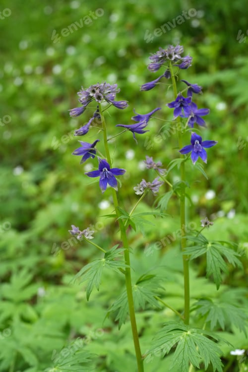 Preview: Vertical closeup on deep blue flowers of cow poison or Columbian larkspur, Delphinium trolliifolium