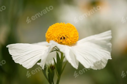 Preview: Details of California tree poppy flowers