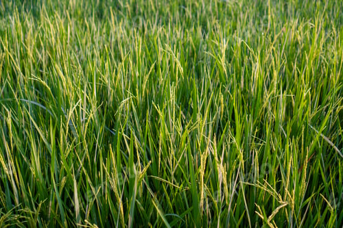 Preview: Rice fields with good agricultural products in Thailand