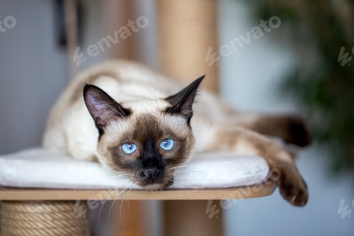Preview: Pet animal; cute siamese cat