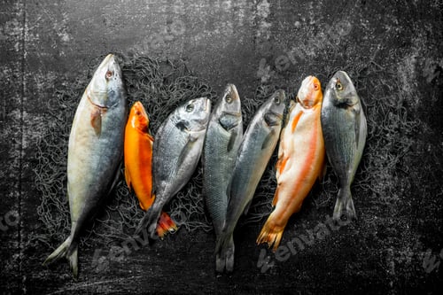 Preview: Assortment of fresh fish on the fishing net.