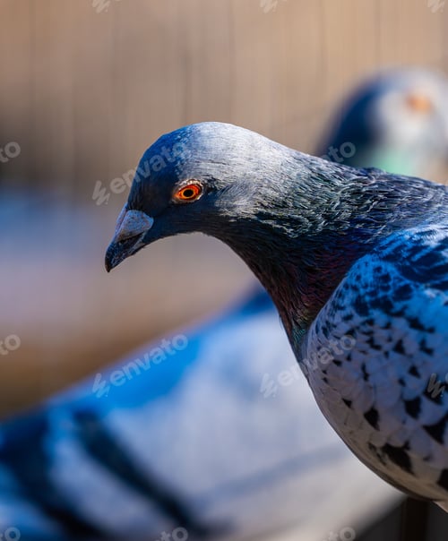 Preview: Close-up of a pigeon with vibrant plumage and striking orange eye, captured in natural light.
