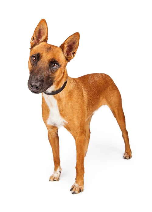 Preview: Attentive Belgian Shepherd Crossbreed Dog