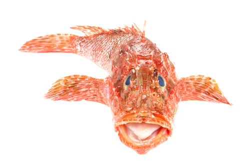 Preview: Red Scorpionfish seafood isolated on white background. Front view.