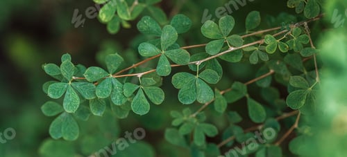 Preview: Shrub background with green leaves against blurred background