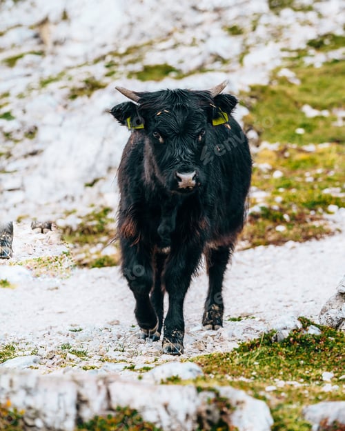 Preview: Cow in the Dolomite Mountains