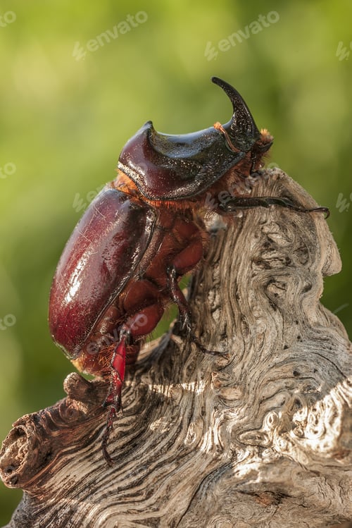 Preview: Closeup shot of a European rhinoceros beetle perched on a log