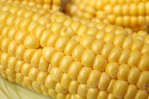 Preview: Fresh raw corn on whole background, close up