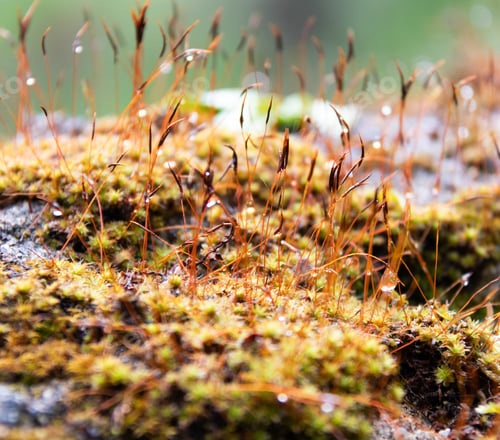 Preview: Selective focus shot of newly sprouted grass with the moss under it