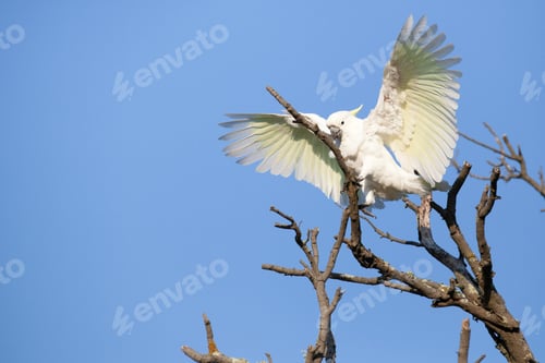 Preview: bird, cockatoo, pet, parrotsss
