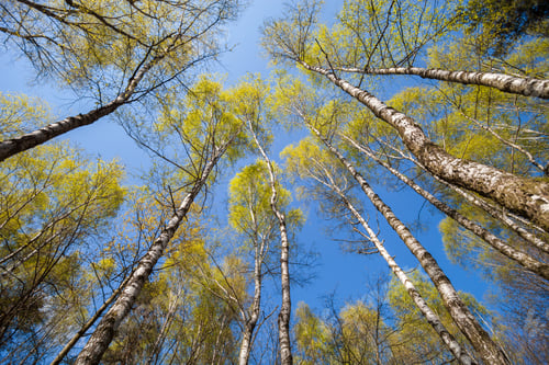 Preview: Bottom view of spring trees in forest or park