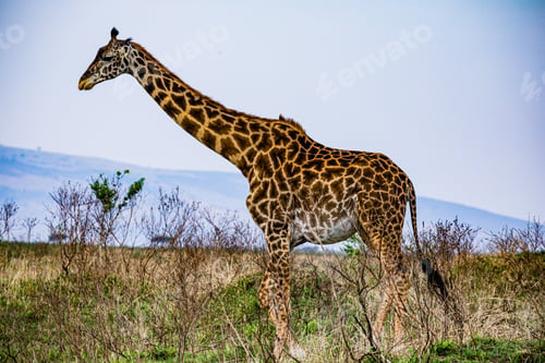 Preview: Maasai Giraffe Dramatic Clouds Rainy Wildlife Animals Savanna Grassland Wilderness Maasai Mara Natio