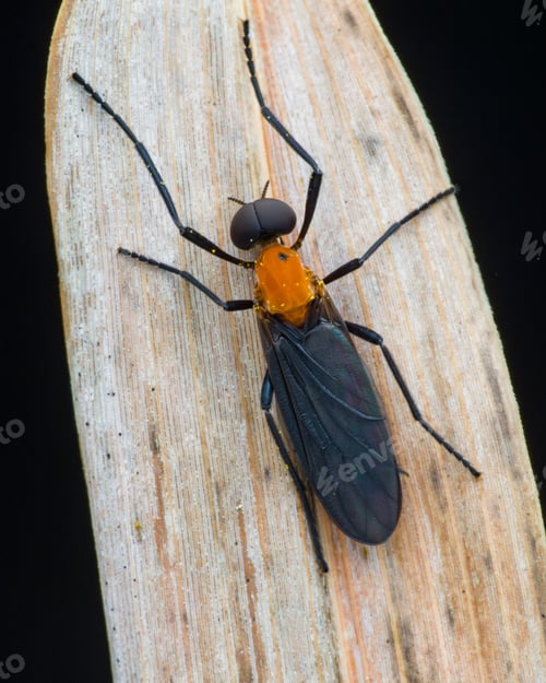 Preview: insect with black wings - diptera (love bug)