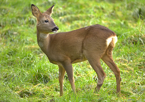 Preview: Wild roe deer in a field