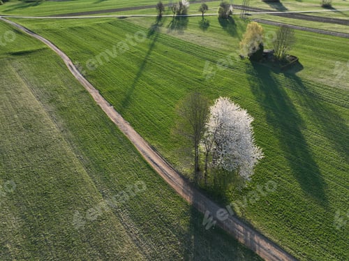 Preview: Spring tree