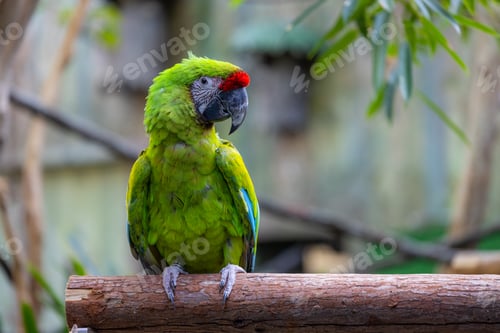 Preview: Grass parrot on the tree branch
