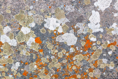 Preview: Abstract Lichen Patterns