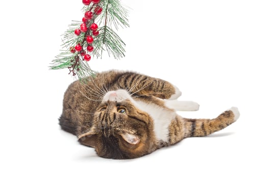 Preview: Grey cat and spruce branch