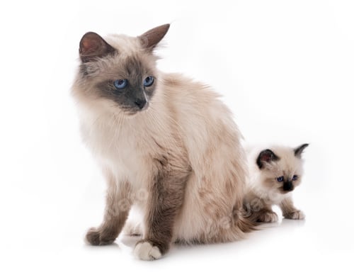 Preview: birman kitten and mother