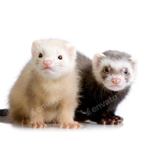 Preview: two Ferrets kits (10 weeks)