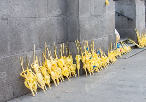 Preview: White palm branches for the Palm Sunday procession